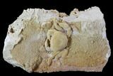 Fossil Crab (Potamon) Preserved in Travertine - Turkey #106459-1